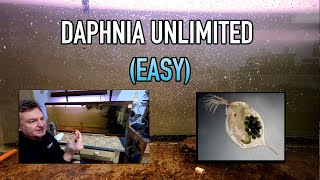 How I Raise Daphnia Water Fleas And You Can Too [upl. by Jonette63]