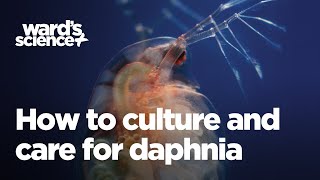 Caring and Culturing for Daphnia [upl. by Yelkrab417]