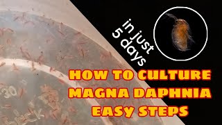 How to Culture Magna Daphnia Easily [upl. by Theodore]