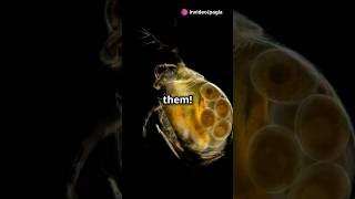 How to culture Daphnia for your Aquarium [upl. by Berthe]