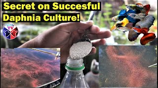 How to Culture Daphnia Successfully [upl. by Eiggam993]