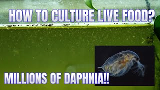 How to Culture Daphnia Secret Method to Breed MILLIONS  Simply Aquatic [upl. by Gutow611]