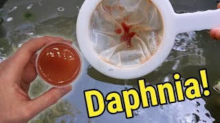 How I Culture Daphnia In Outdoor Tubs [upl. by Neggem457]