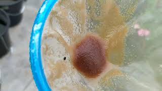 How to culture daphnia moina in a small container Part 1 English Subtitle [upl. by Profant]