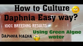 Daphnia MagnaHow to Culture Daphnia Easy wayCulturing Daphnia using Green water Daphnia [upl. by Dredi]