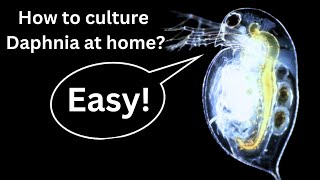 BEST Live Fish Food Beginner guide How to Culture Daphnia at home [upl. by Abigael399]