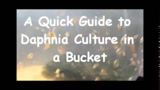 How to culture daphnia outside [upl. by Shermy186]