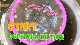 How to culture daphnia moina the easy way 1  Starting the Daphnia culture [upl. by Kumar]