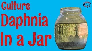 How to Culture Daphnia in a Jar [upl. by Trevah588]