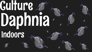 How to Culture Daphnia [upl. by Stefanie749]