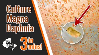 How to culture DAPHNIA MAGNA  The easy way [upl. by Asillim]