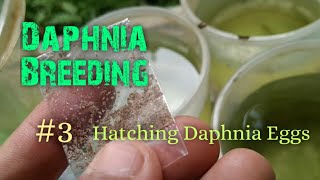 Daphnia Culture made simple and easy 3  Hatching Daphnia eggs [upl. by Aral722]