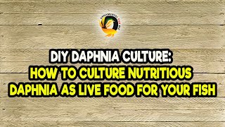 DIY Daphnia Culture How to Culture Nutritious Daphnia as Live Food for Your Fish [upl. by Liakim816]