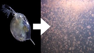 How I Culture Daphnia [upl. by Adnot]