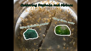 How To Culture Daphnia and Moinas using Green Water Spirulina powder [upl. by Idmann]