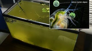 Raising Daphnia for the Freshwater Aquarium [upl. by Kcirdaed]