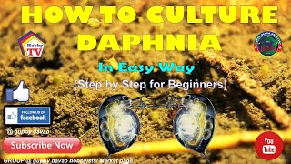 HOW TO CULTURE DAPHNIA In Easy Way [upl. by Eibreh]